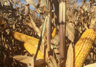 Photo of corn still on the stalks in a corn field