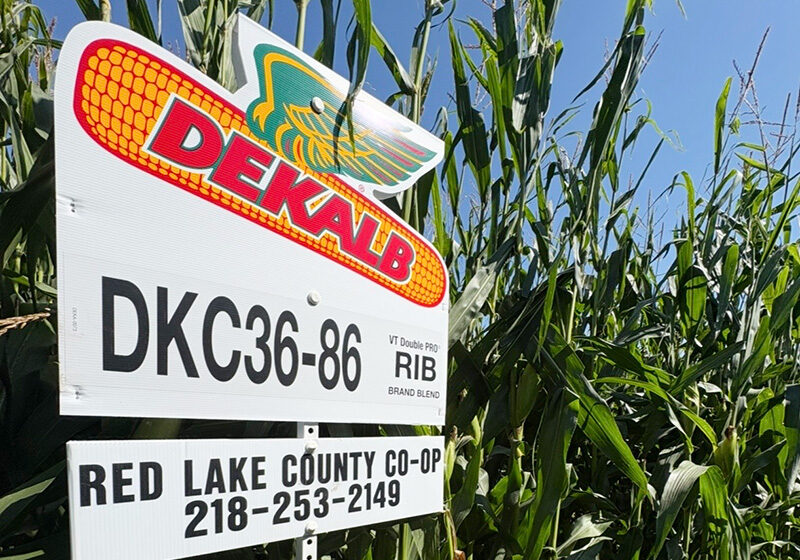 dekalb-corn-field