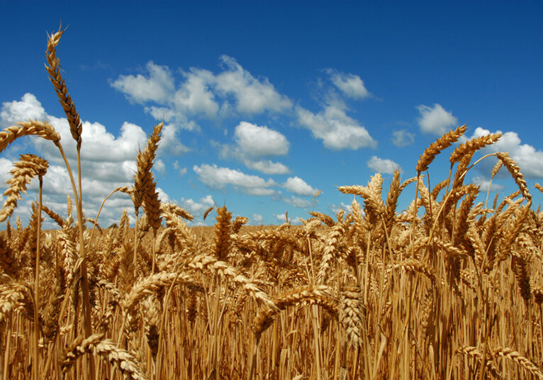 wheat-trial-field